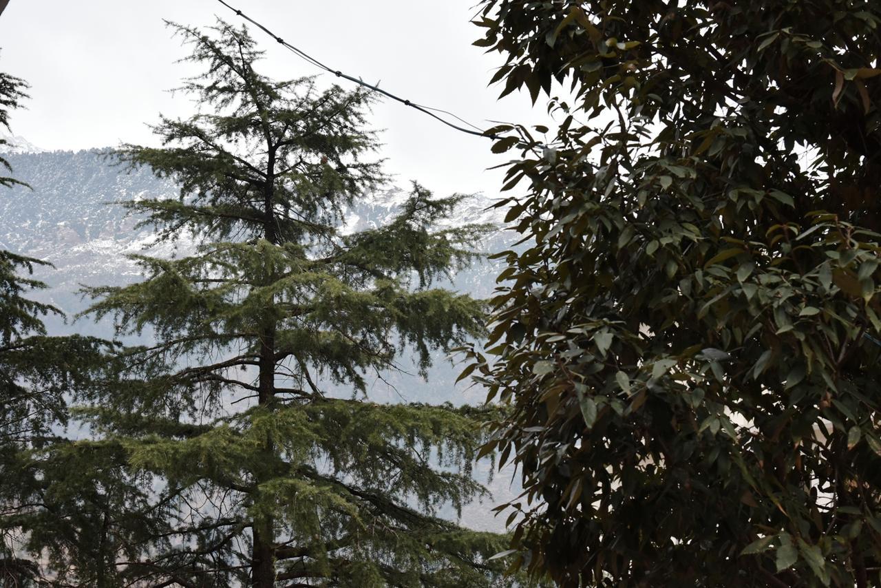 Hotel Akash - Luxury Hotel In Mcleodganj McLeod Ganj Zewnętrze zdjęcie